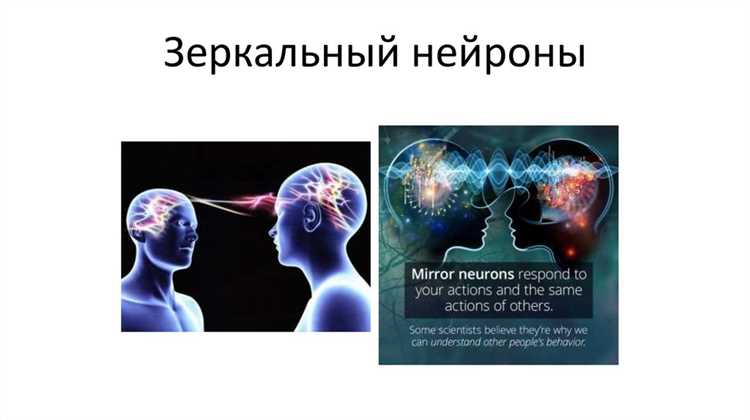 Действие зеркальных нейронов